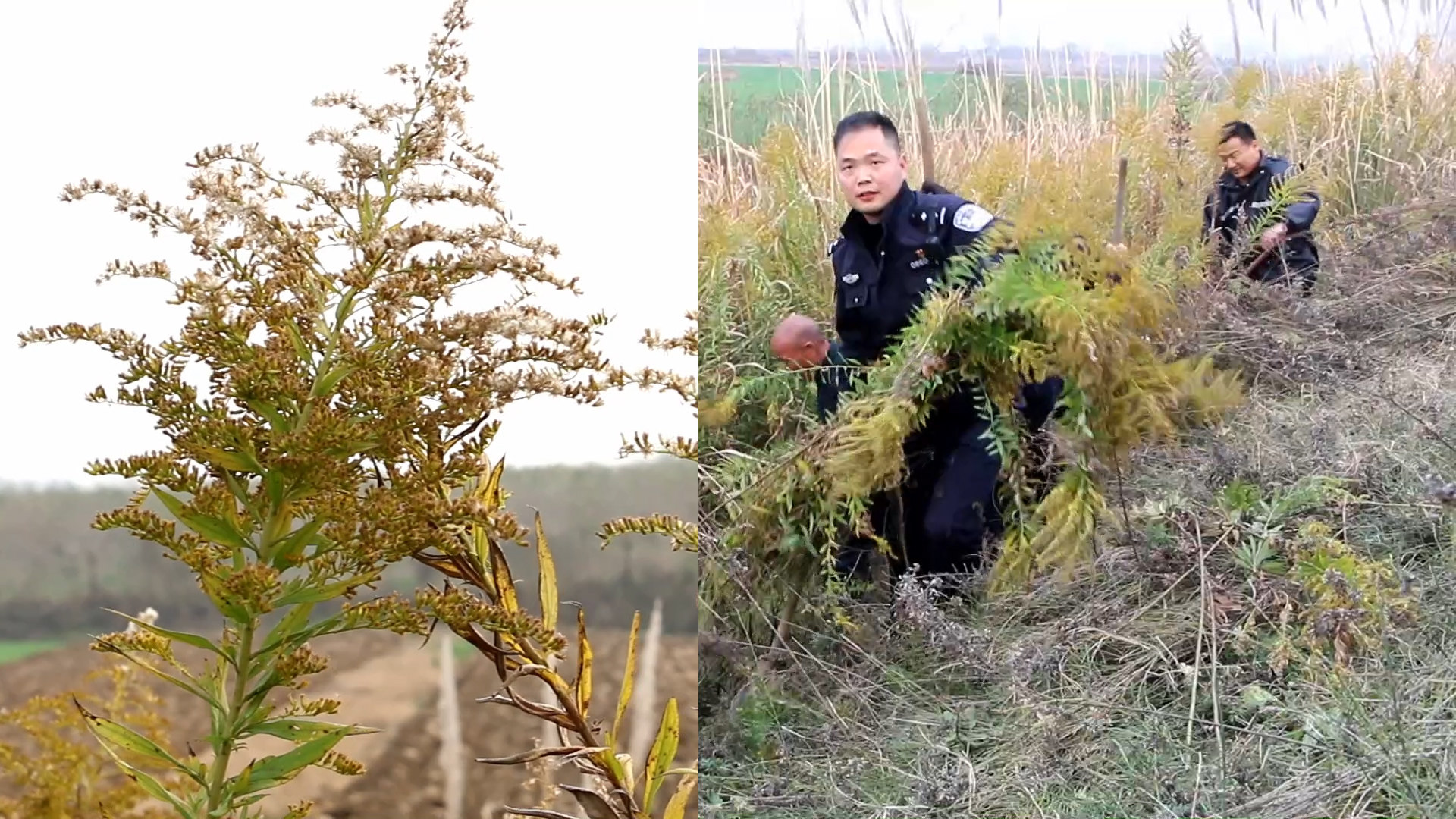 关于一种重要植物的紧急通知，淄博人发现此花请立即上报！