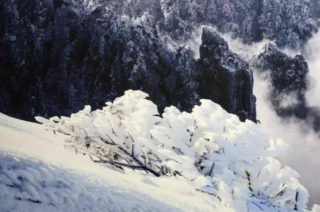 黄山金色雪景，雪落松间的诗意画卷