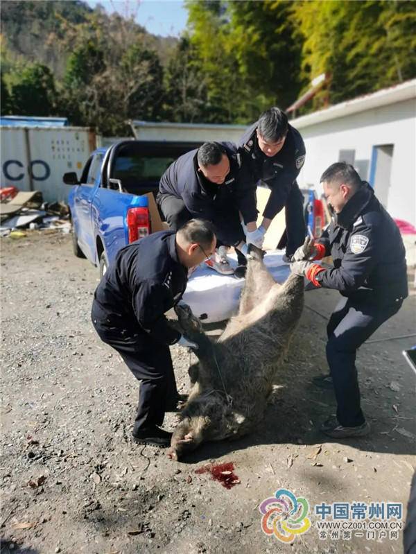 乡村饭馆遭遇野猪突袭，食客联手擒获