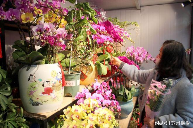 春节花卉市场火爆盛况