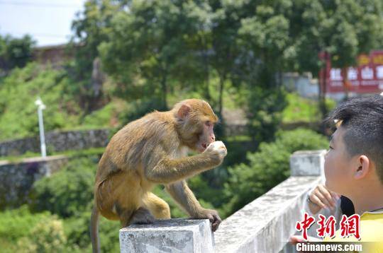 武汉公园猕猴公开售卖引发质疑与争议