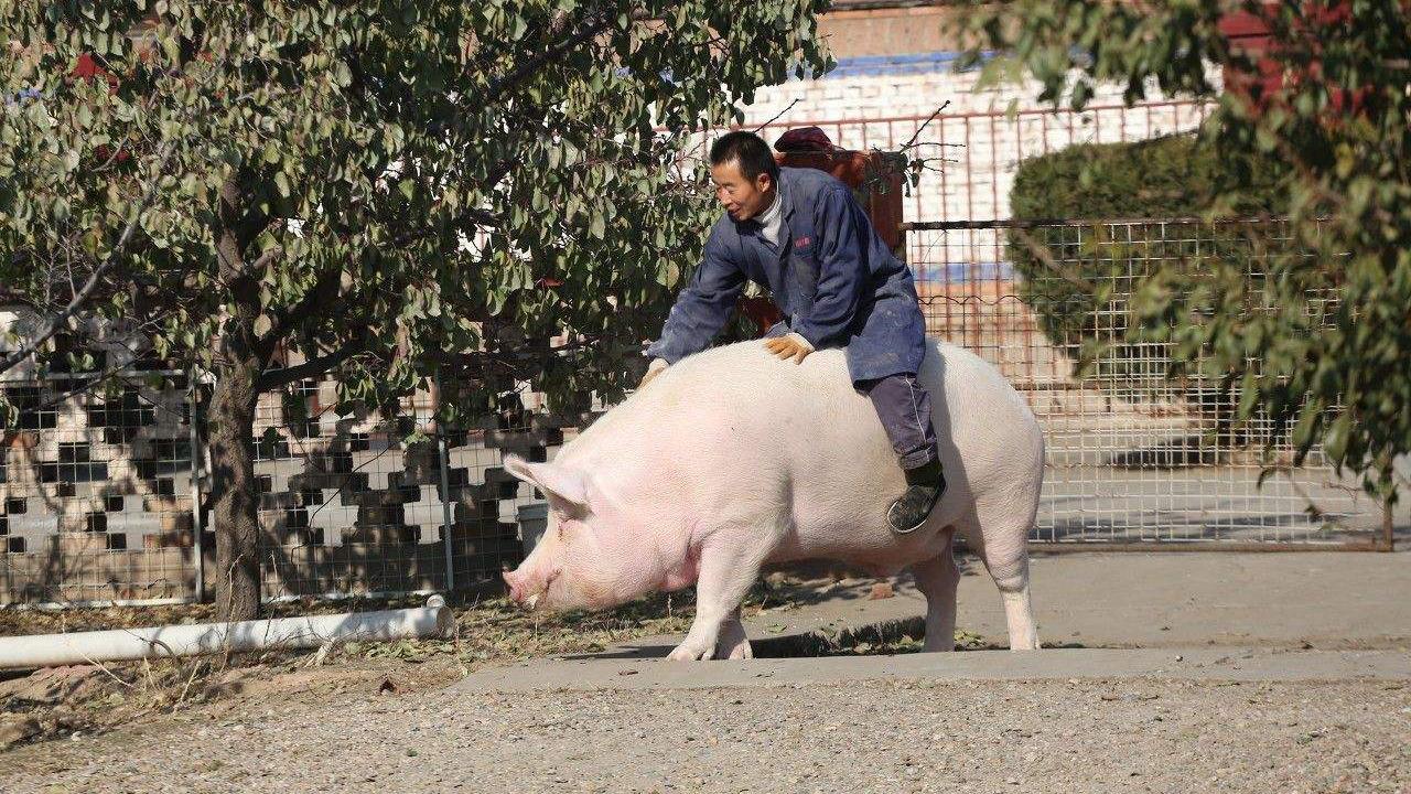 男子变身猪骑士，荒诞冒险之旅